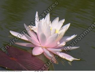 Photo Textures of Waterplants