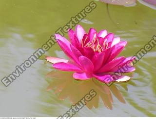 Photo Textures of Waterplants