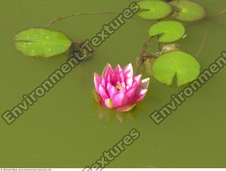 Photo Textures of Waterplants