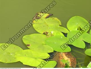 Photo Textures of Waterplants