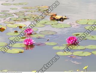 Photo Textures of Waterplants