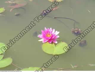 Photo Textures of Waterplants