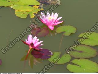 Photo Textures of Waterplants