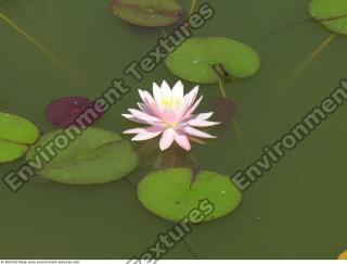 Photo Textures of Waterplants