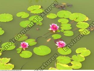 Photo Textures of Waterplants