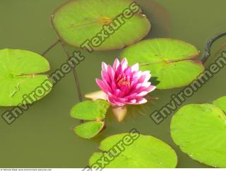 Photo Textures of Waterplants