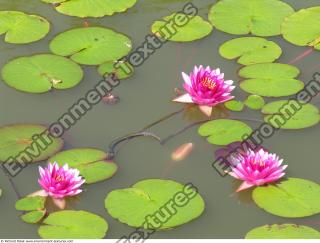 Photo Textures of Waterplants