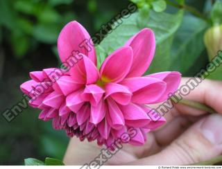 Photo Reference of Flowers