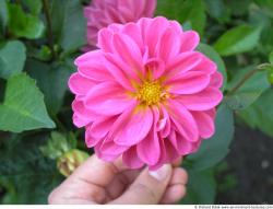 Photo Reference of Flowers