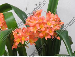 Photo Textures of Flowers