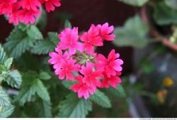 Photo Textures of Flowers