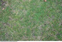 Photo Textures of Grass