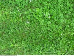 Photo Textures of Grass