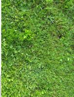 Photo Textures of Grass