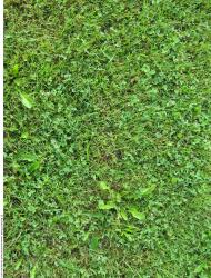 Photo Textures of Grass