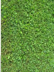 Photo Textures of Grass