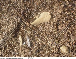 Photo Texture of Leaves Dead