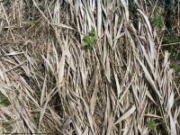 Photo Textures of Grass Dead