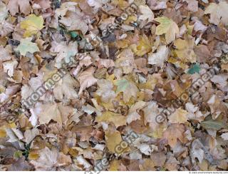 Photo Texture of Leaves Dead