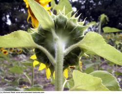 Photo Textures of Plants Fields