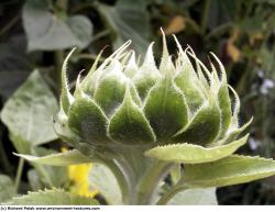 Photo Textures of Plants Fields