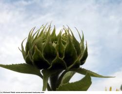Photo Textures of Plants Fields