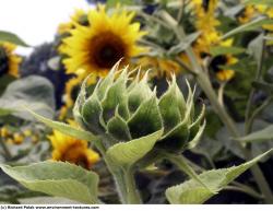 Photo Textures of Plants Fields