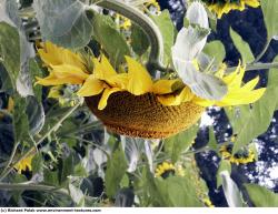 Photo Textures of Plants Fields
