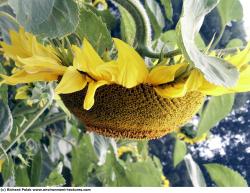 Photo Textures of Plants Fields