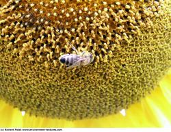 Photo Textures of Plants Fields