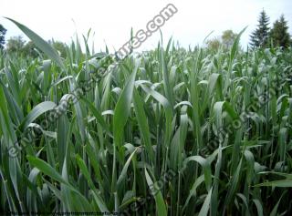 plant corn