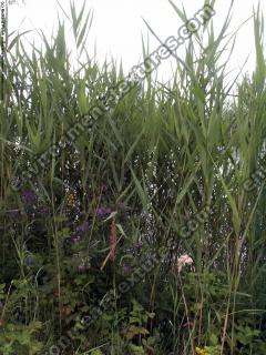 Photo Textures of Grass Tall