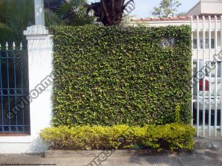 Photo Textures of Hedge