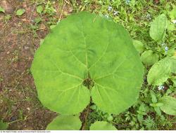 Photo Textures of Plants