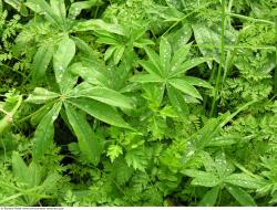 Photo Texture of Leaves