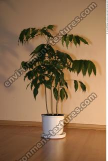 room plant