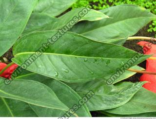 Photo Textures of Plants