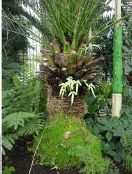 Photo Textures of Plants