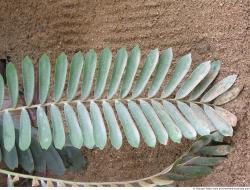 Photo Textures of Plants