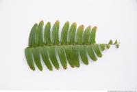 leaf fern