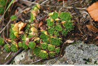 Photo Textures of Plants