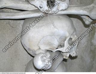 Photo Textures of Bones