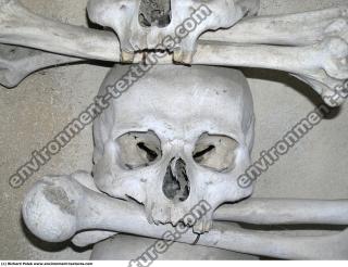 Photo Textures of Bones