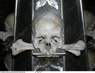 Photo Textures of Bones