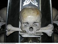 Photo Reference of Bones