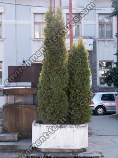 Photo Textures of Trees