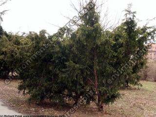 Photo Textures of Trees