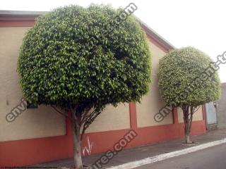 Photo Textures of Trees