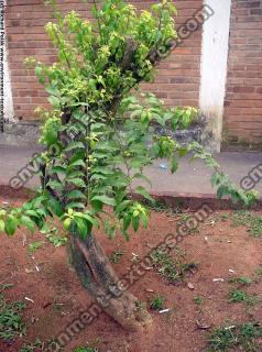 Photo Textures of Trees