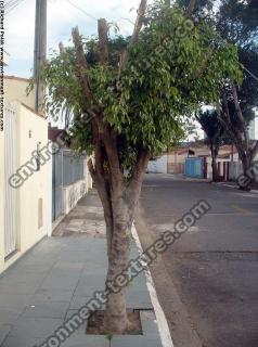 Photo Textures of Trees